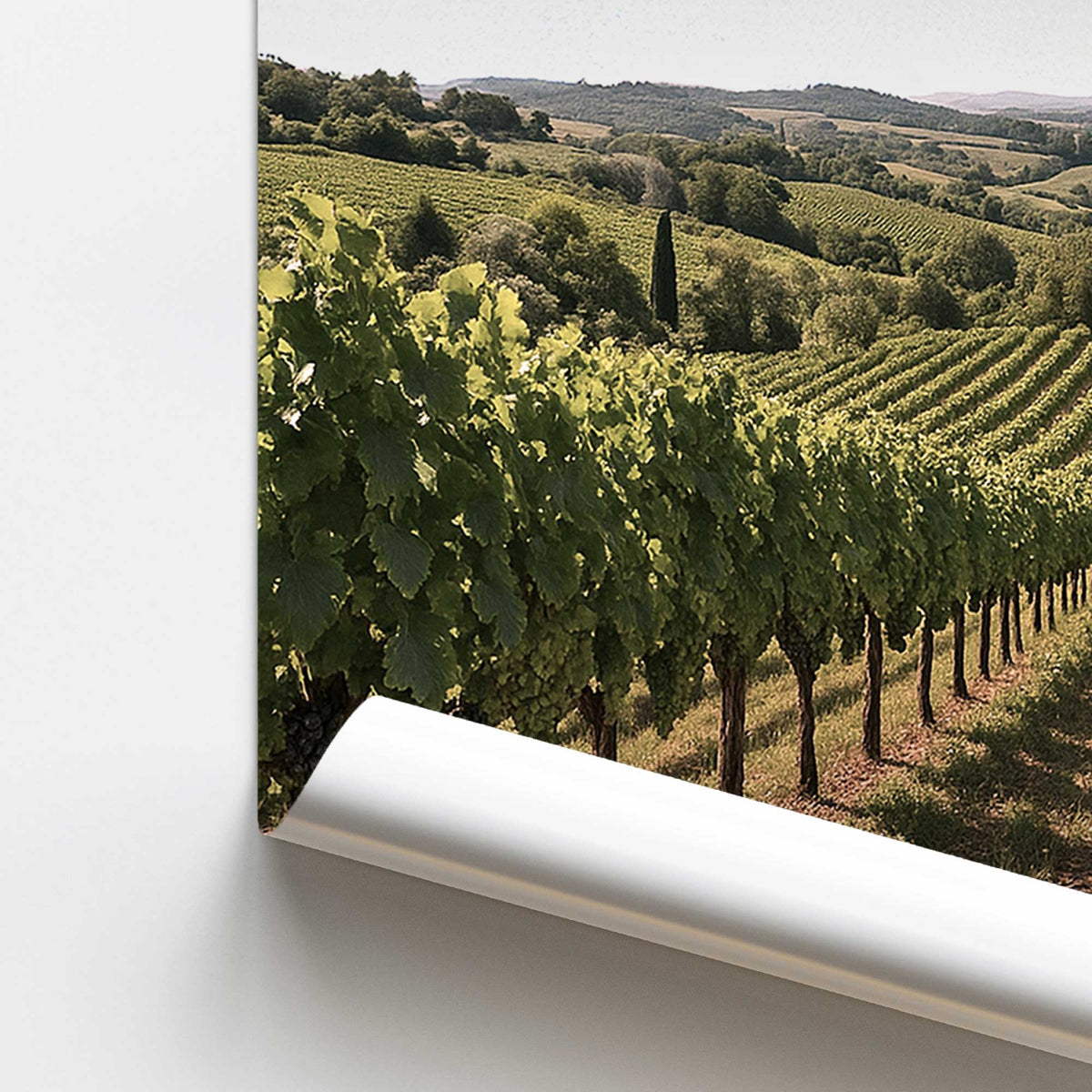 Golden Vineyard View Paper Print