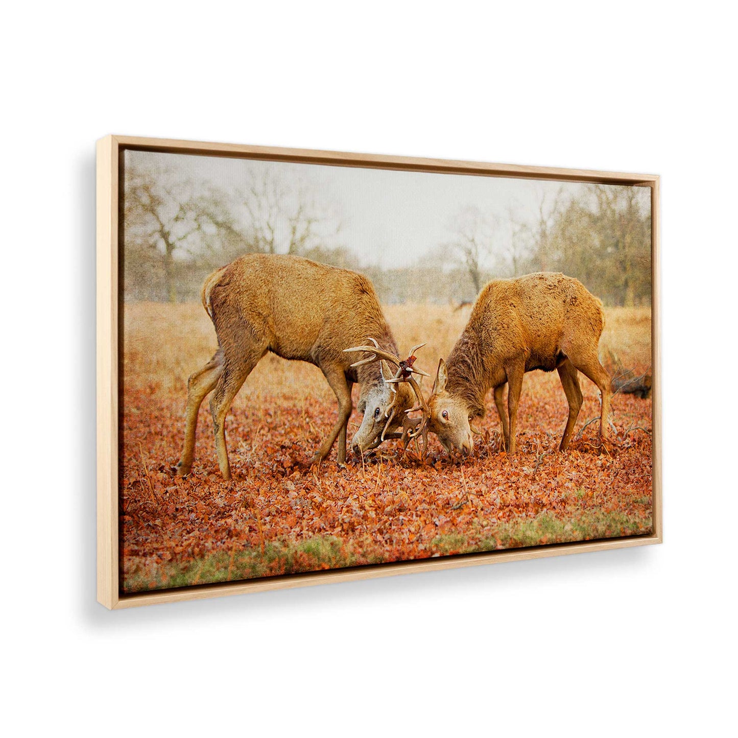 [Color:American Maple], Picture of the corner of the art