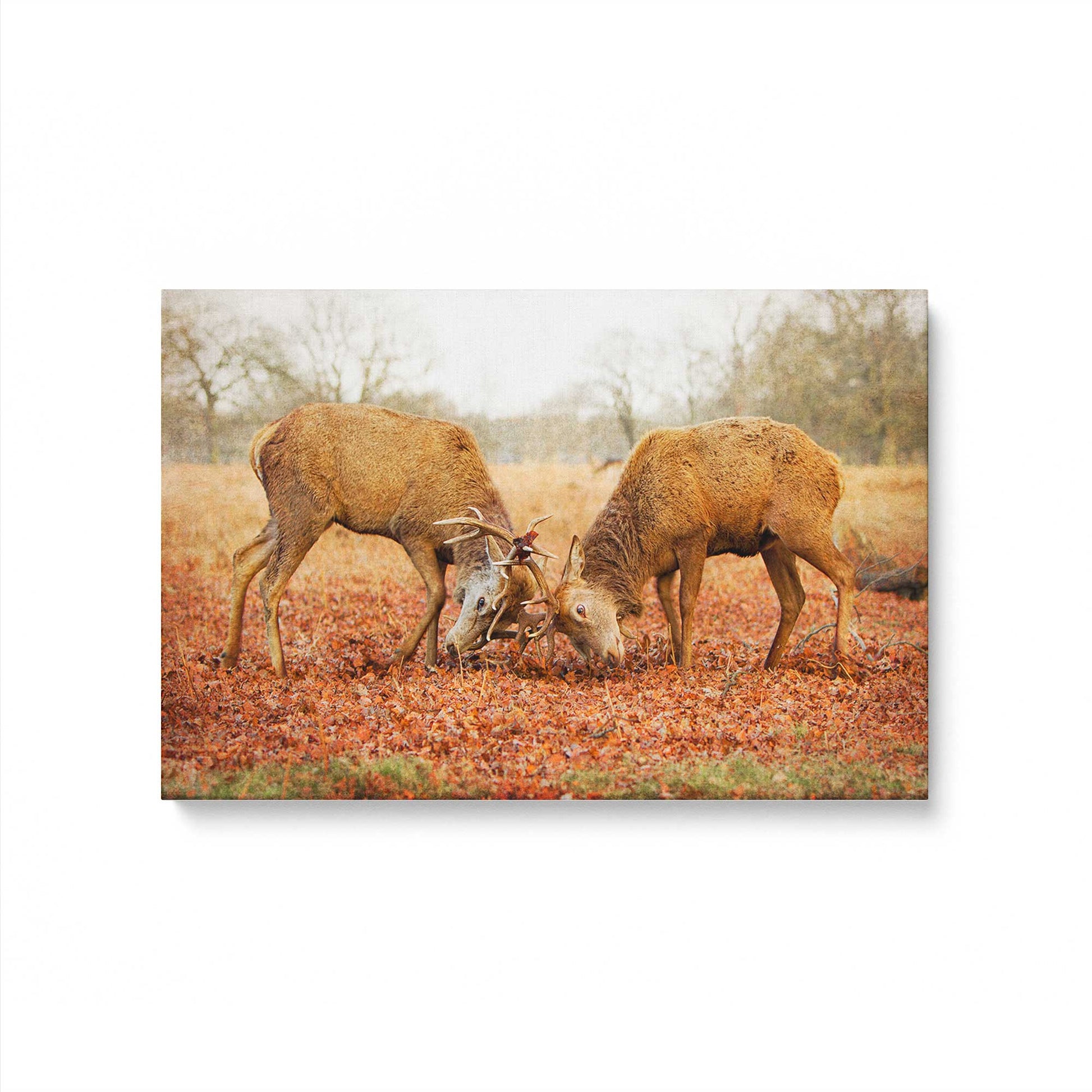 [Color:Stretched Canvas], Picture of art