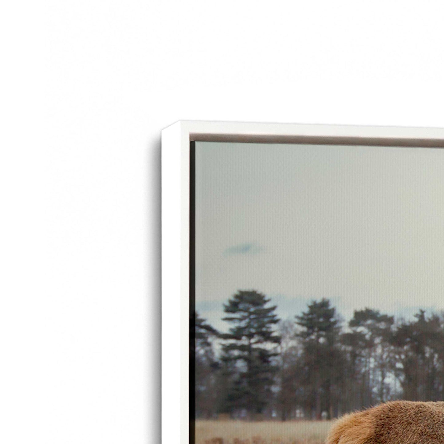 [Color:Opaque White], Picture of art in a White frame at an angle