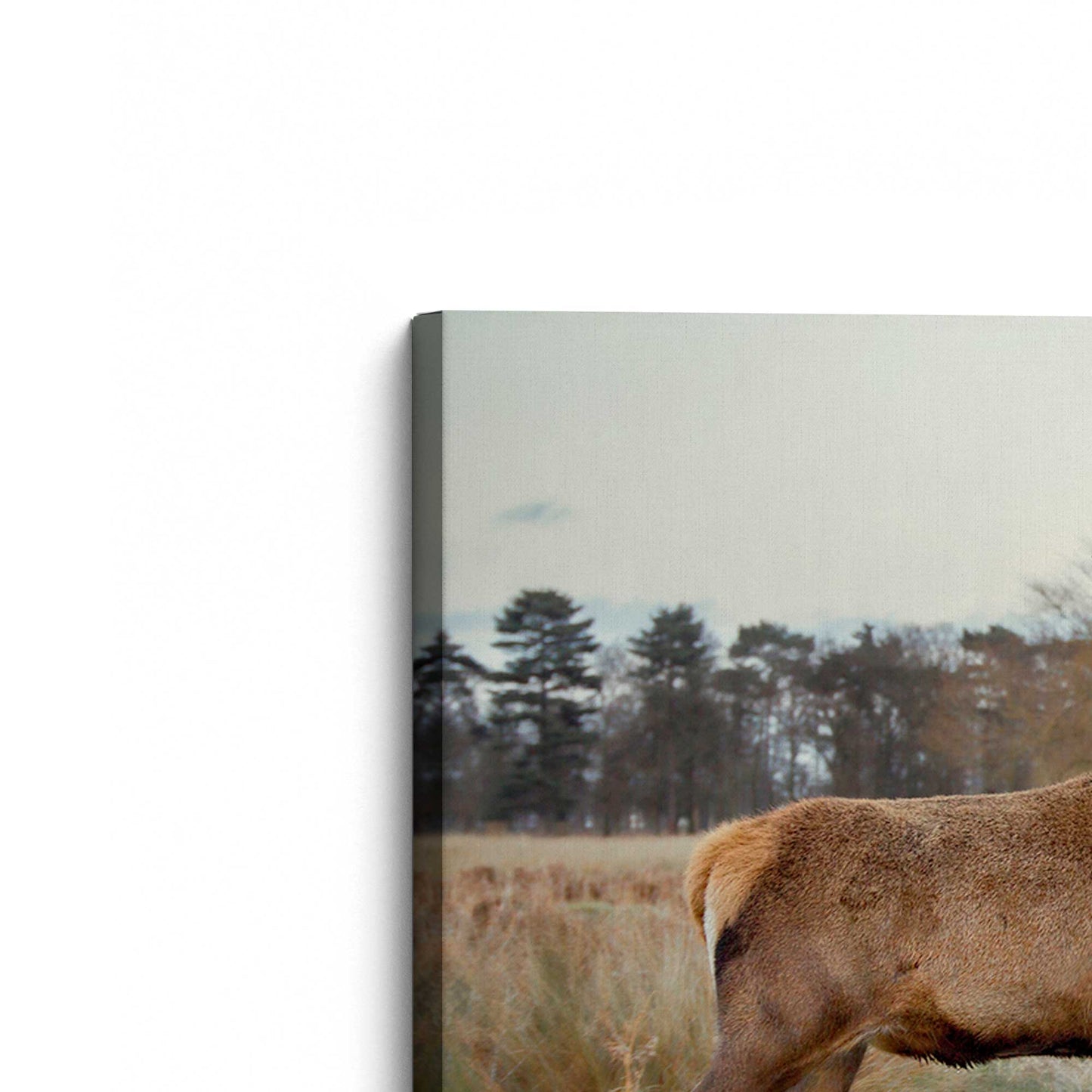 [Color:Stretched Canvas], Picture of the corner of the art