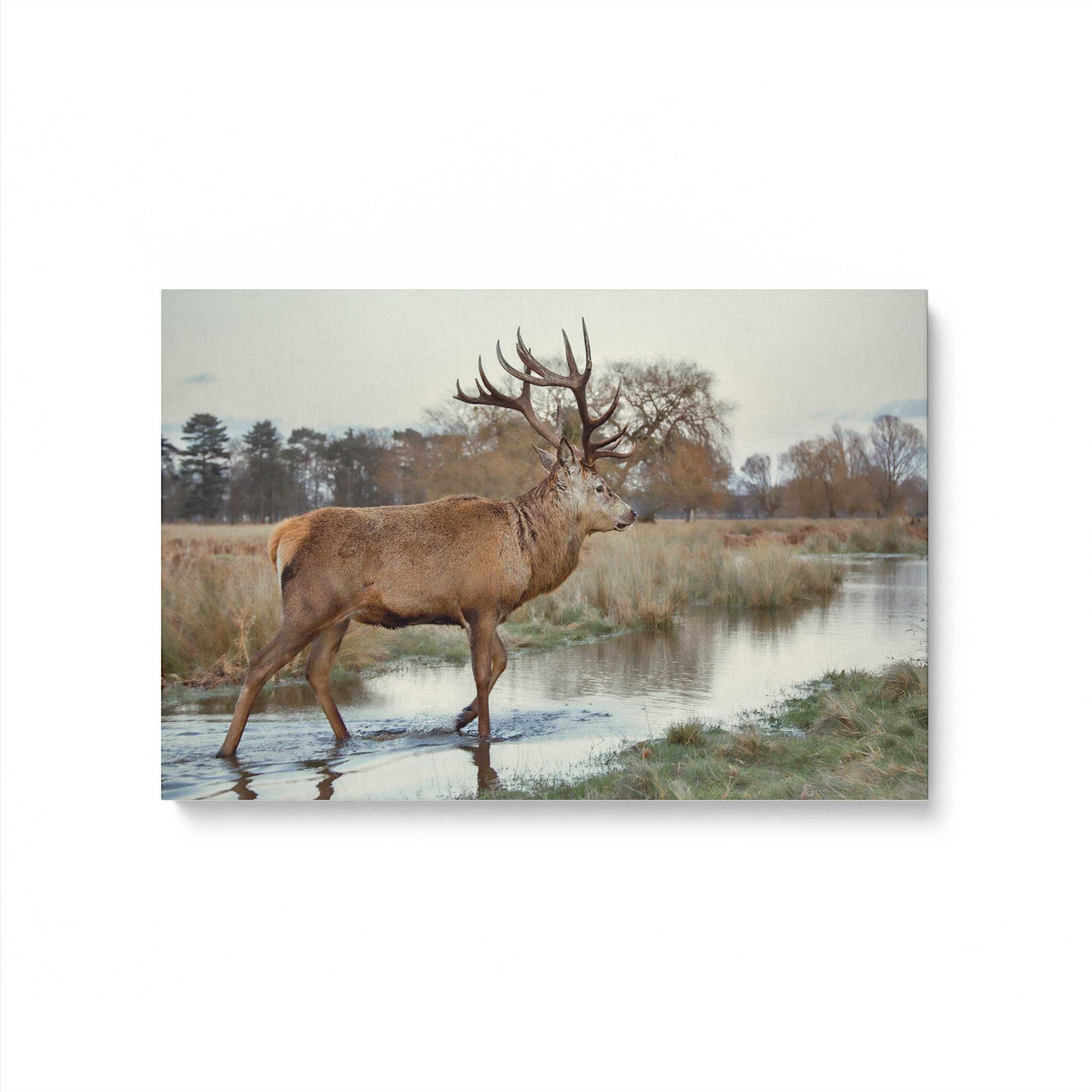 [Color:Stretched Canvas], Picture of art