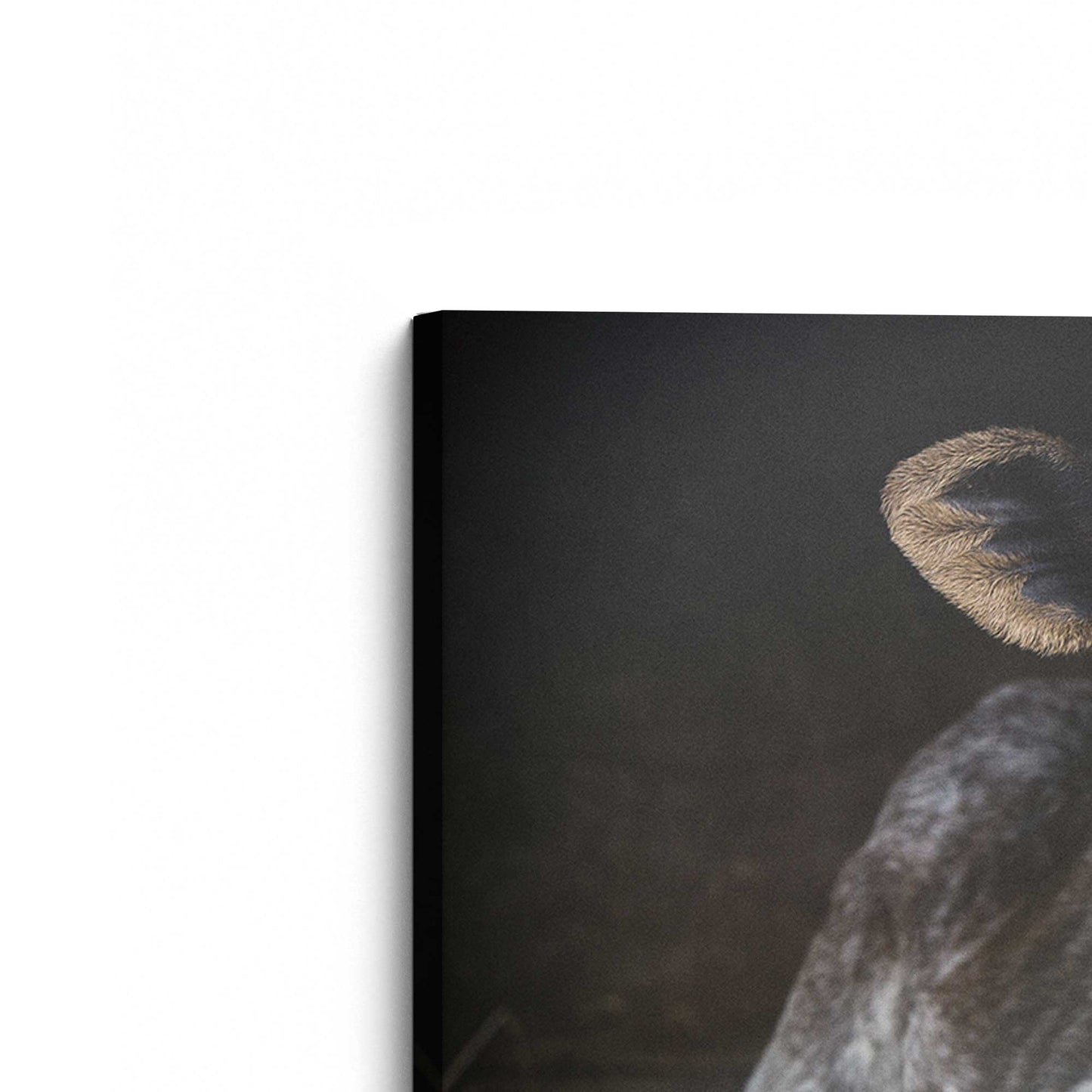 [Color:Stretched Canvas], Picture of the corner of the art