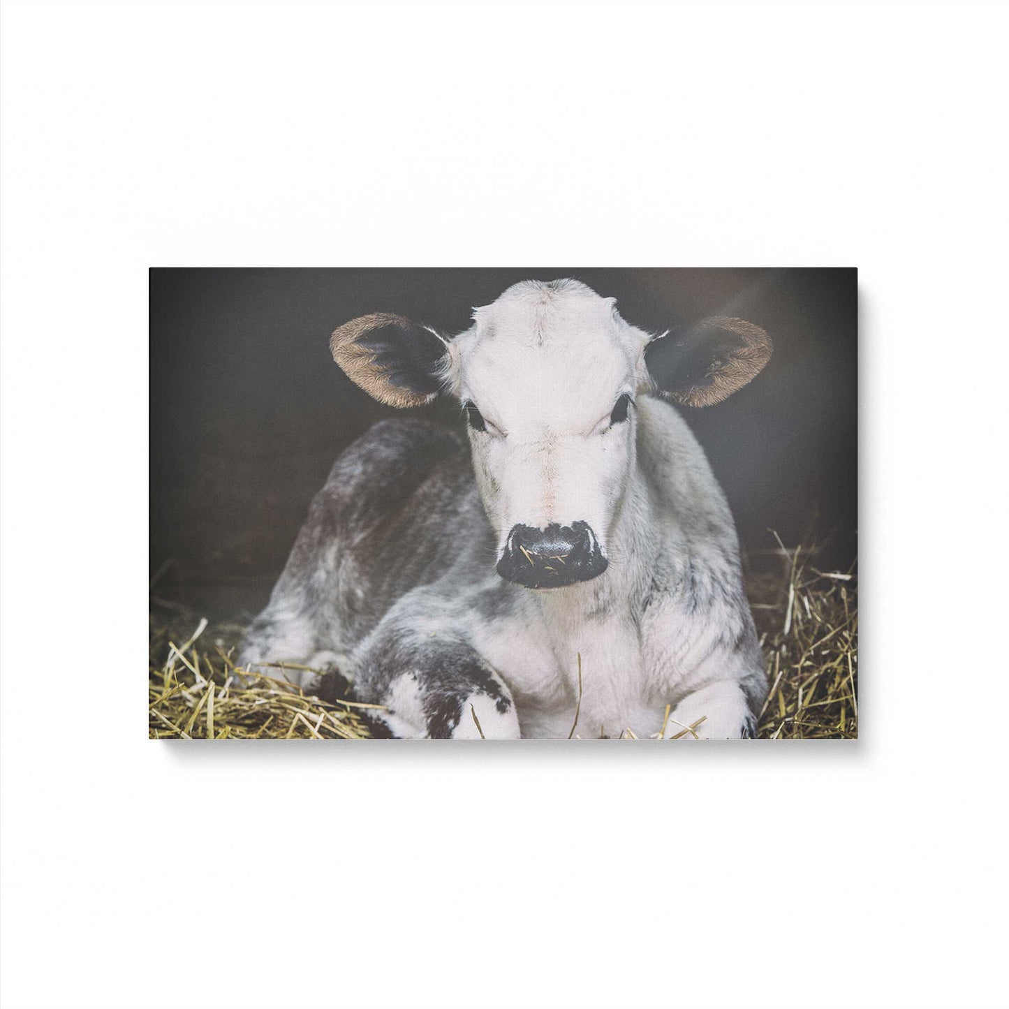 [Color:Stretched Canvas], Picture of art