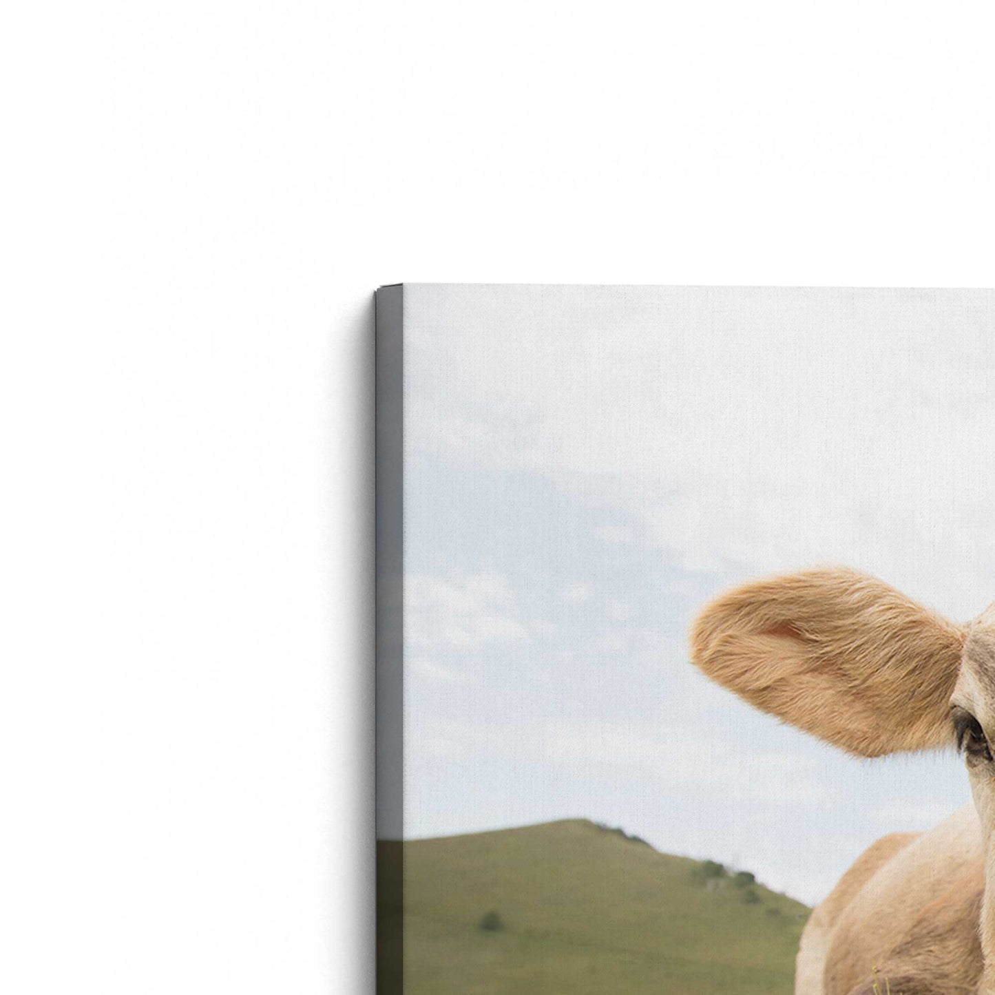 [Color:Stretched Canvas], Picture of the corner of the art