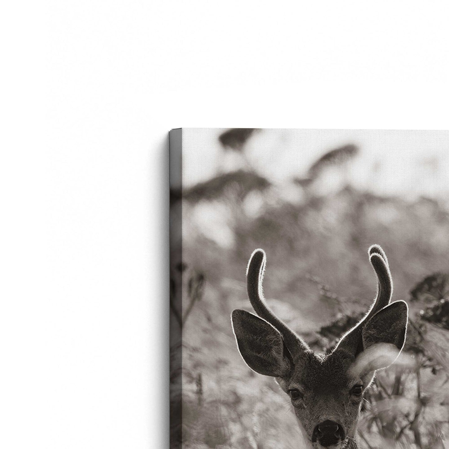 [Color:Stretched Canvas], Picture of the corner of the art