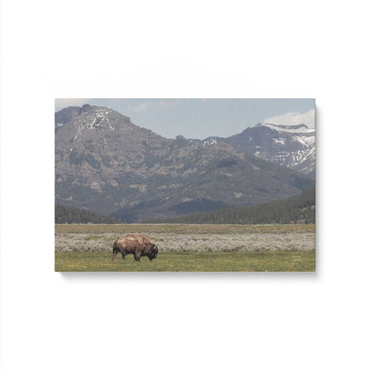 [Color:Stretched Canvas], Picture of art