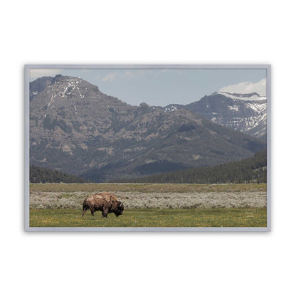 [Color:Polished Chrome], Picture of art in a Polished Chrome frame