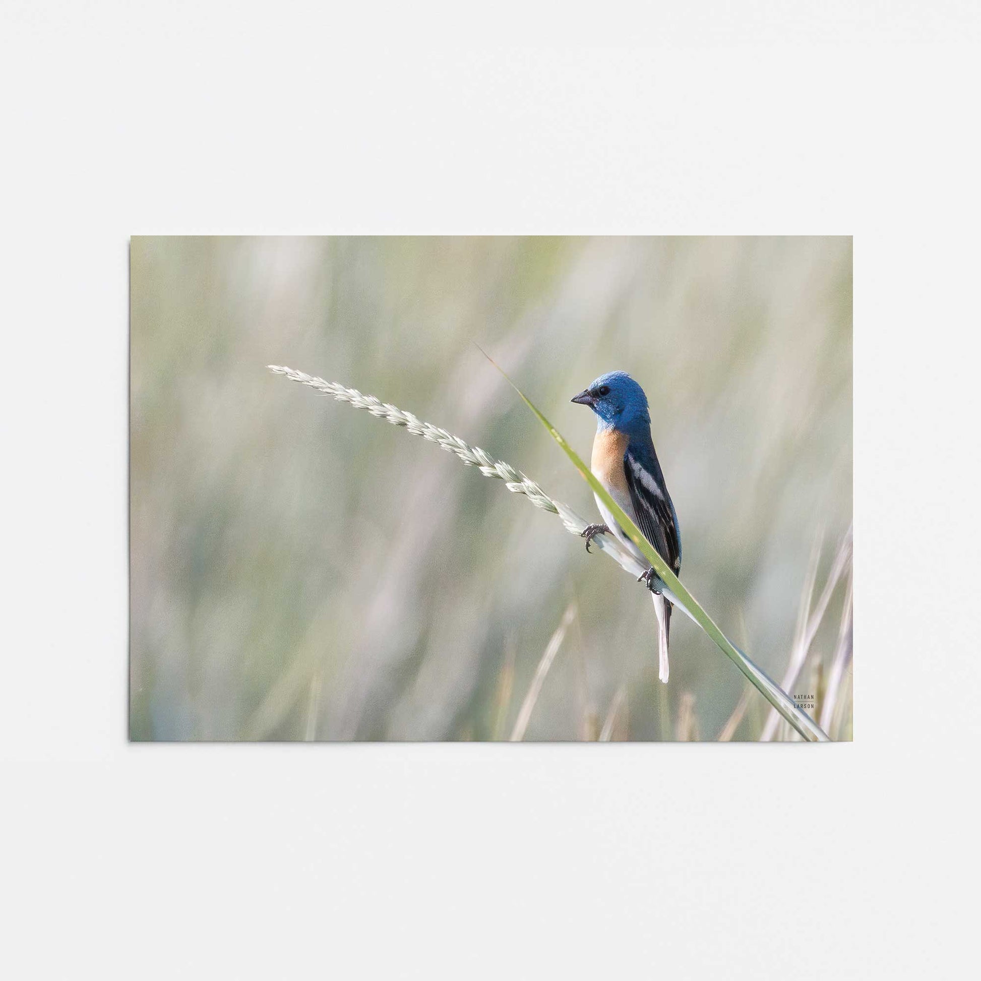 [Color:Rolled Print], Picture of close up of art