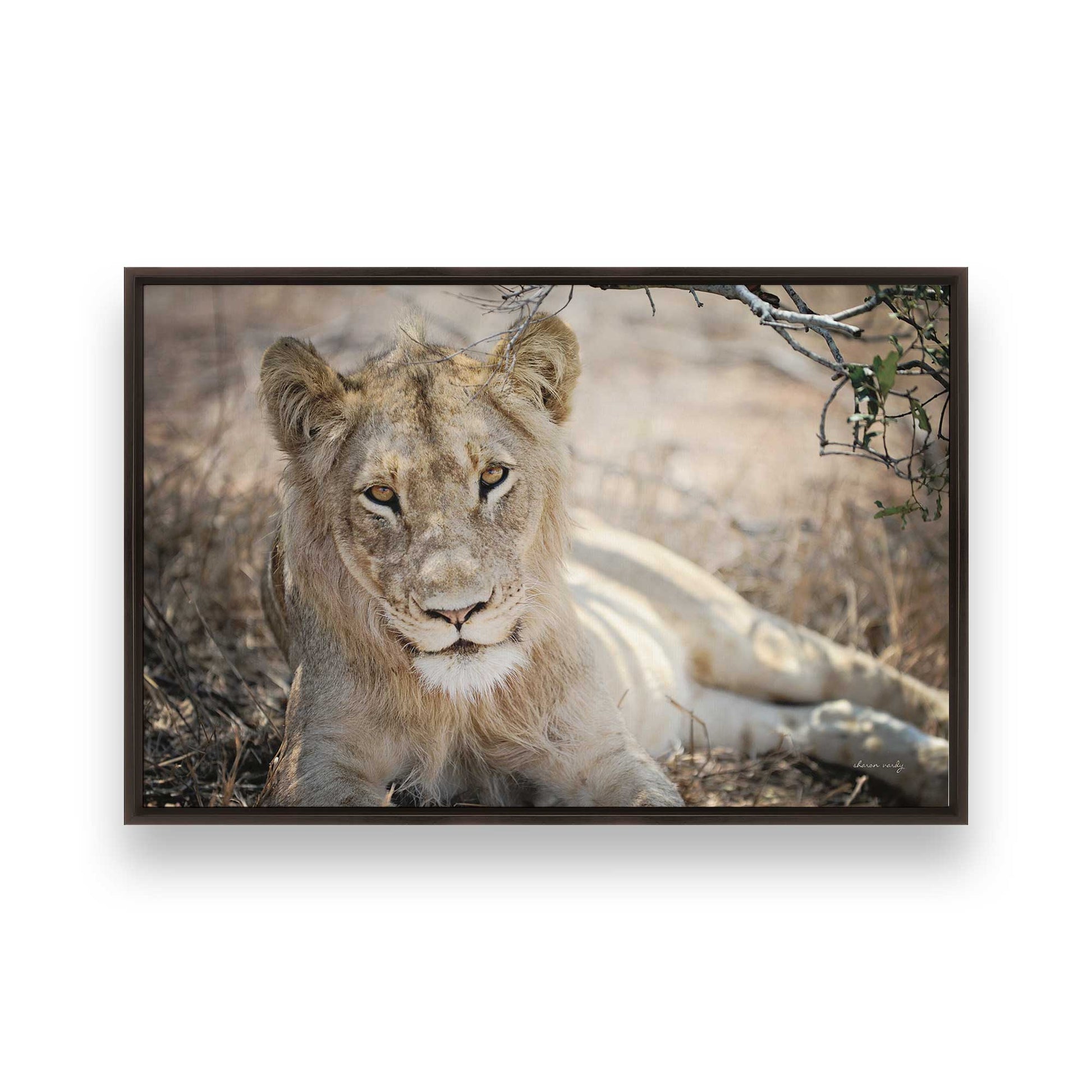 [Color:Espresso], Picture of art in a Espresso frame