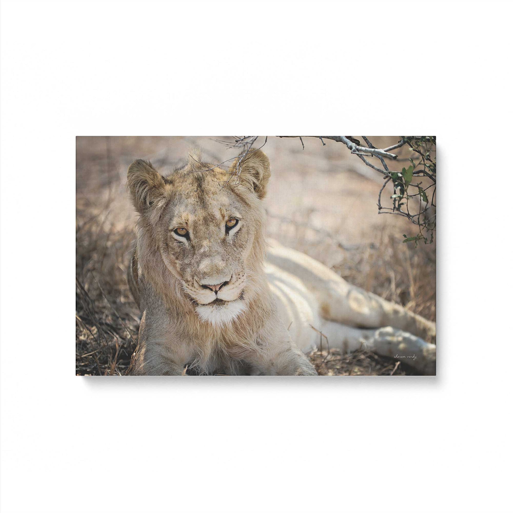 [Color:Stretched Canvas], Picture of art