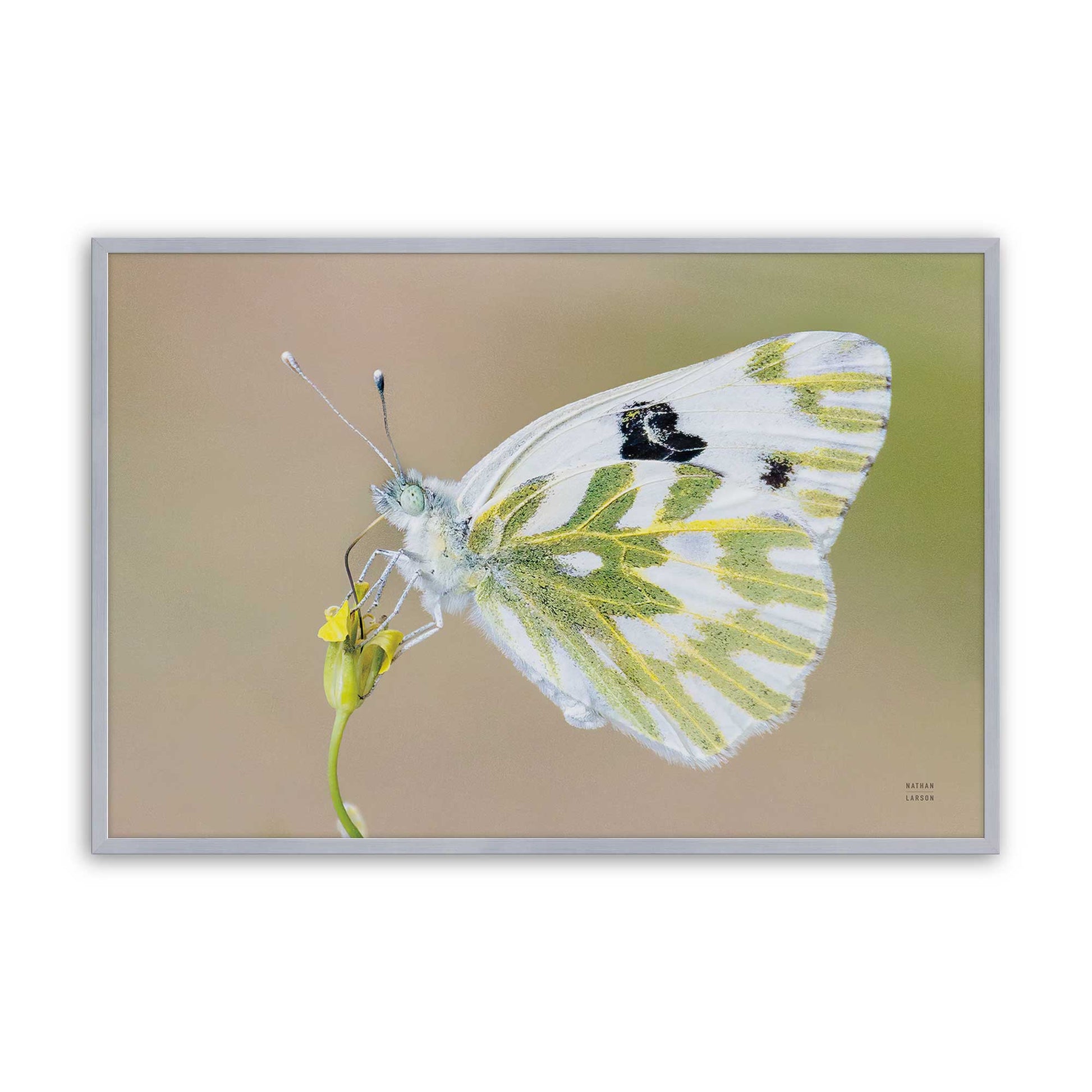 [Color:Polished Chrome], Picture of art in a Polished Chrome frame