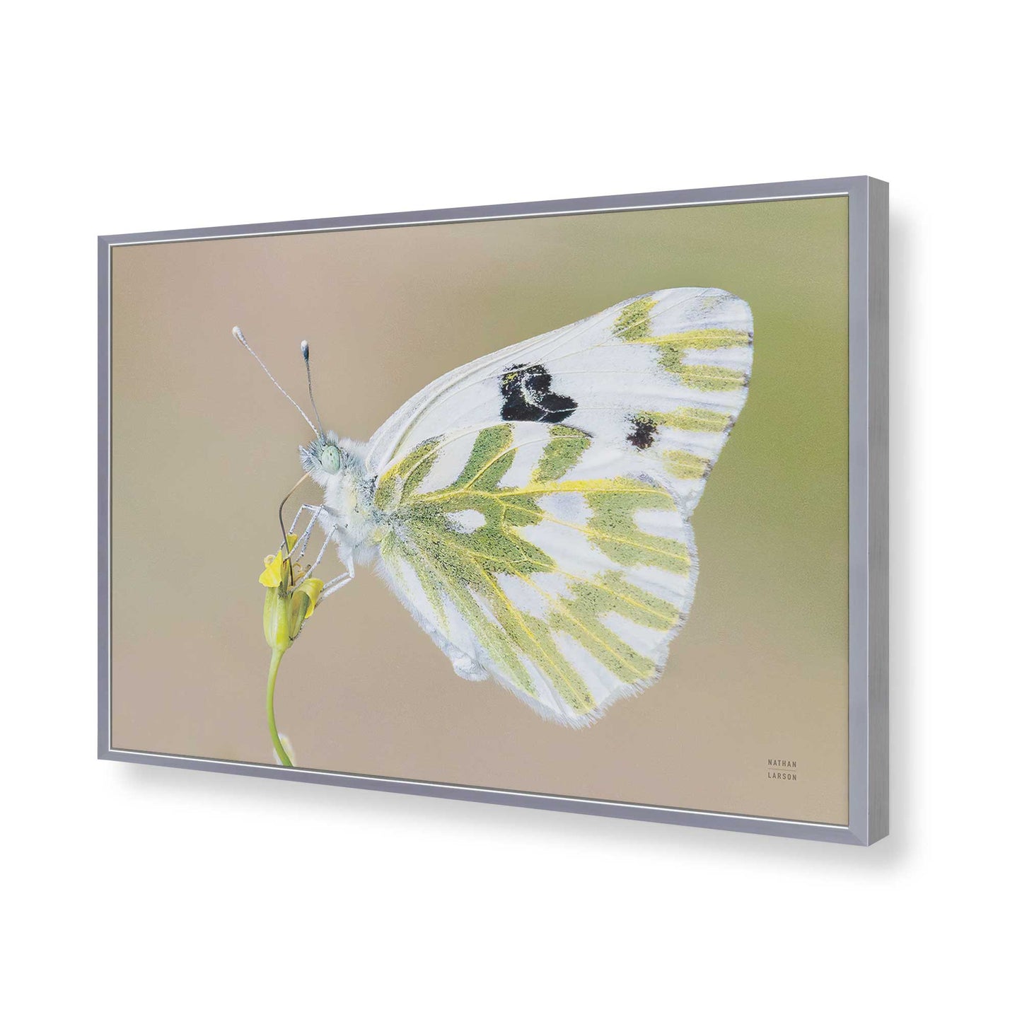 [Color:Polished Chrome], Picture of art in a Polished Chrome frame of the corner