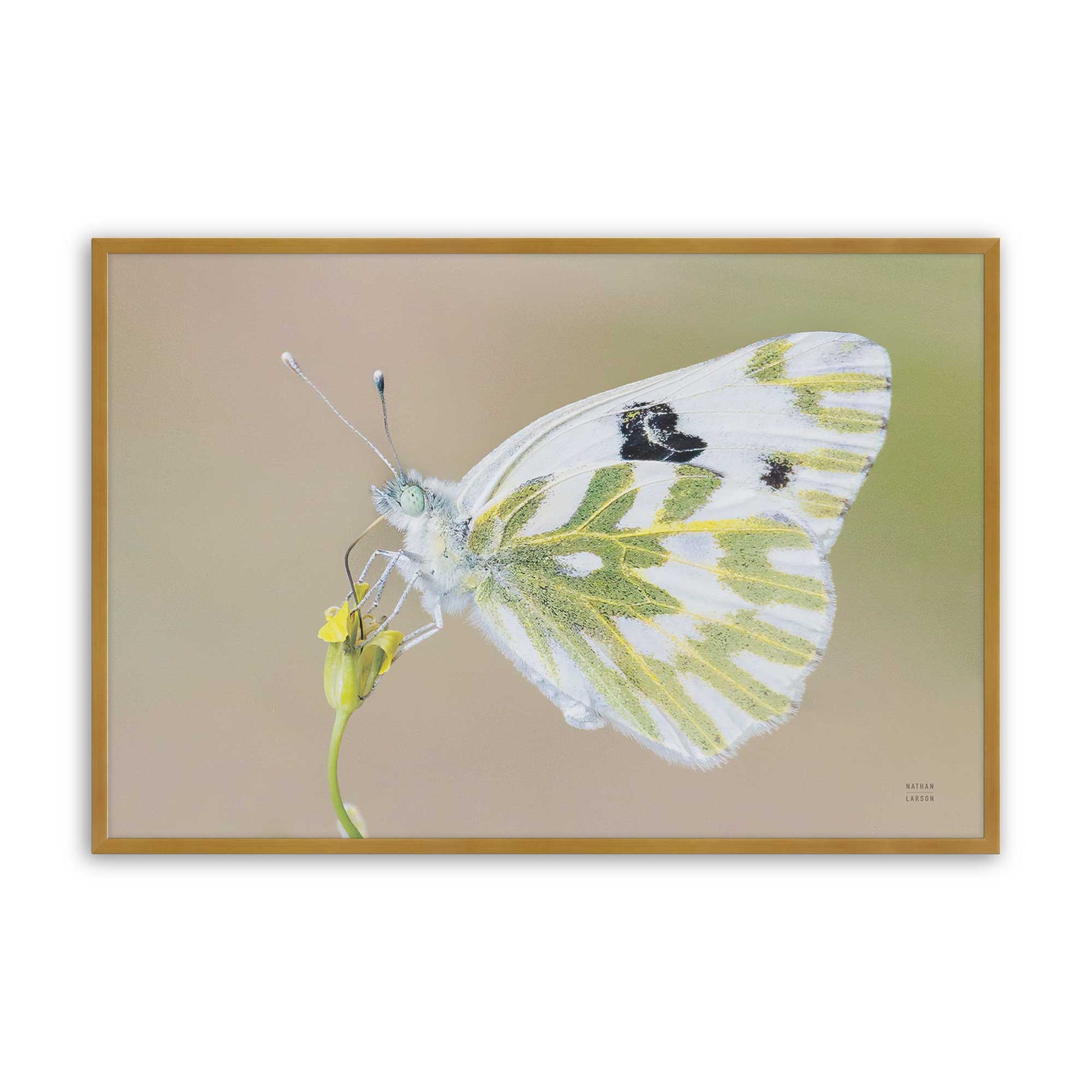 [Color:Polished Gold], Picture of art in a Polished Gold frame