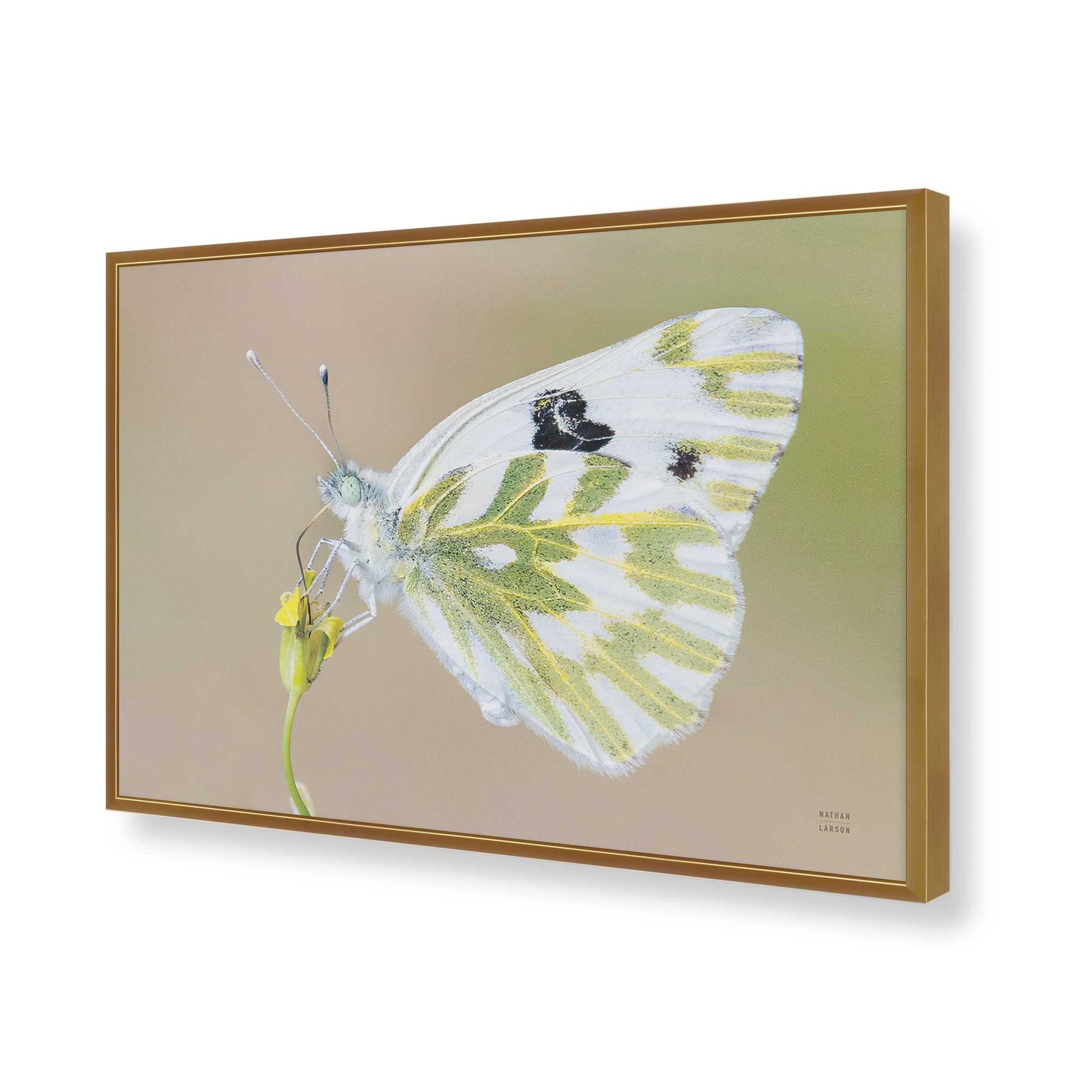 [Color:Polished Gold], Picture of art in a Polished Gold frame of the corner