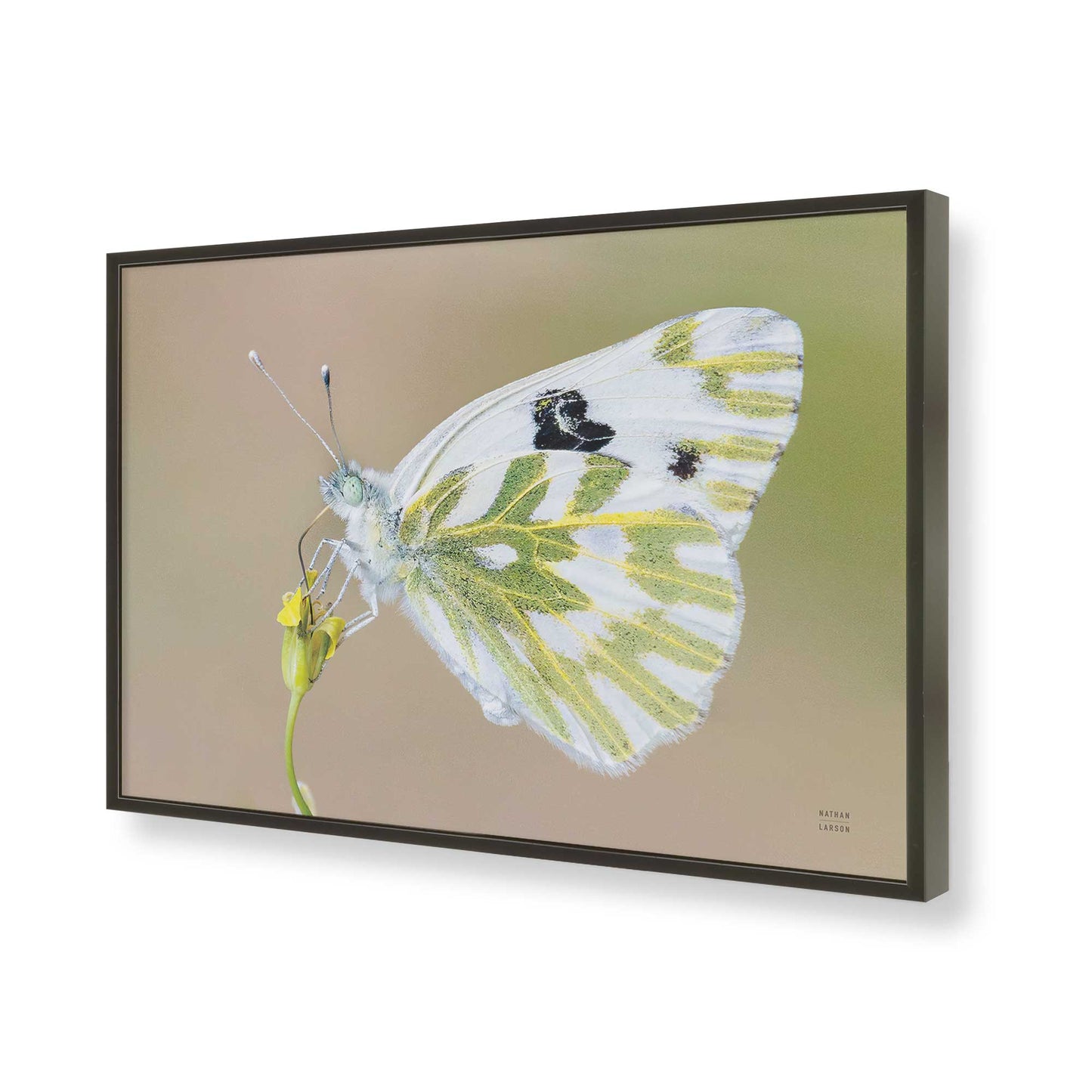 [Color:Satin Black], Picture of art in a Satin Black frame of the corner