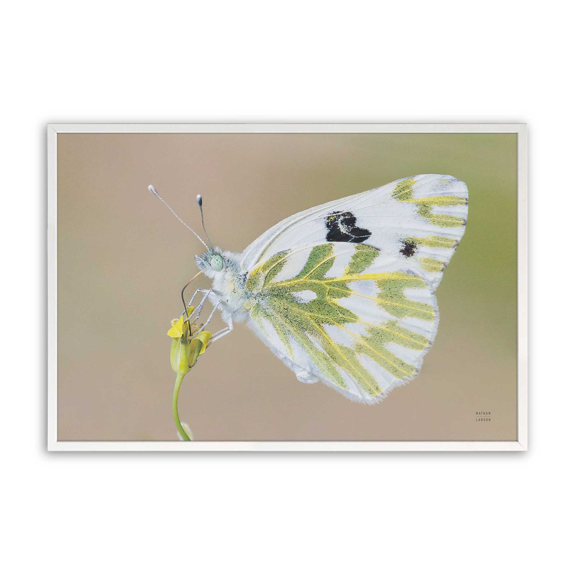 [Color:Opaque White], Picture of art in a Opaque White frame
