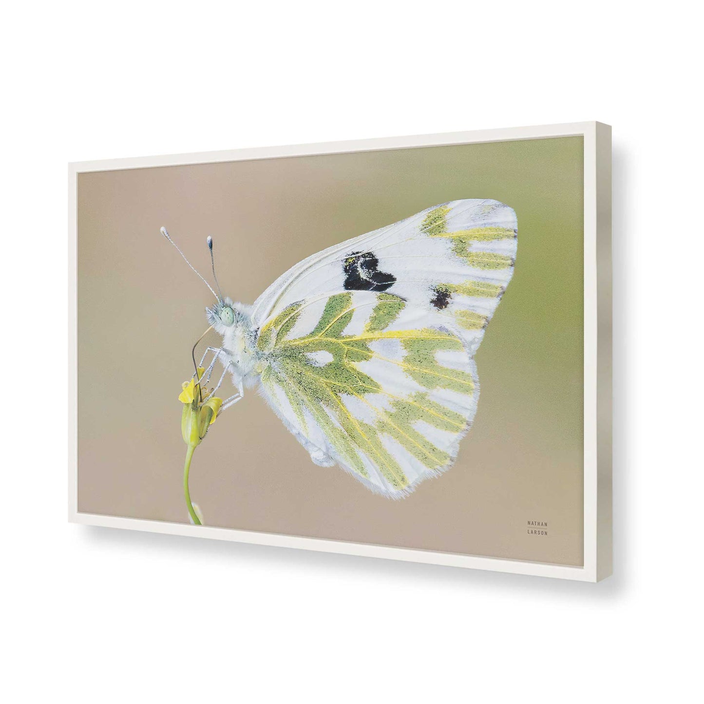 [Color:Opaque White], Picture of art in a Opaque White frame of the corner