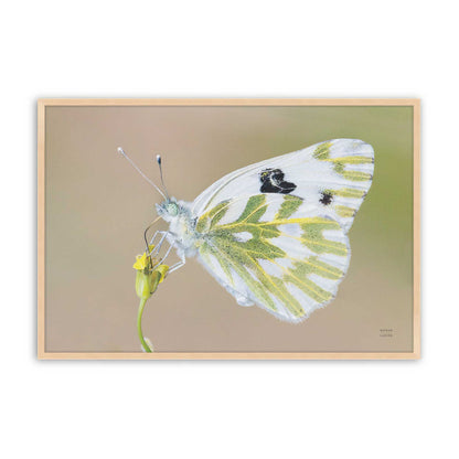 [Color:Raw Maple], Picture of art in a Raw Maple frame