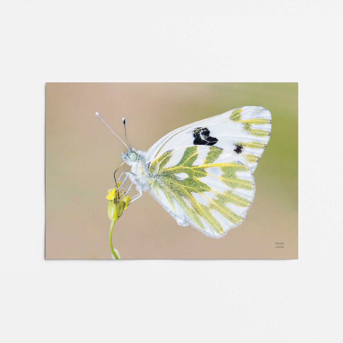 [Color:Rolled Print], Picture of close up of art