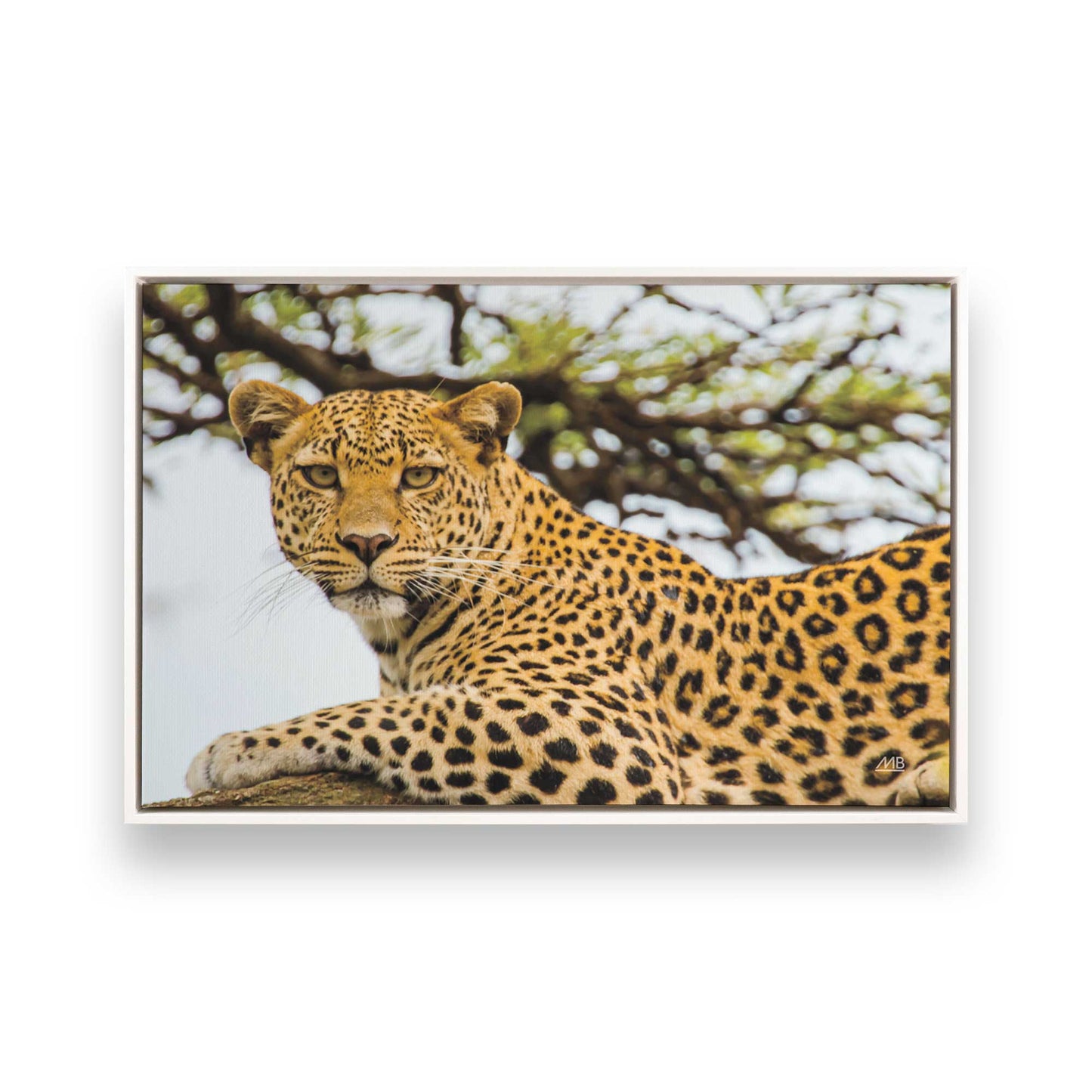 [Color:Opaque White], Picture of art in a White frame