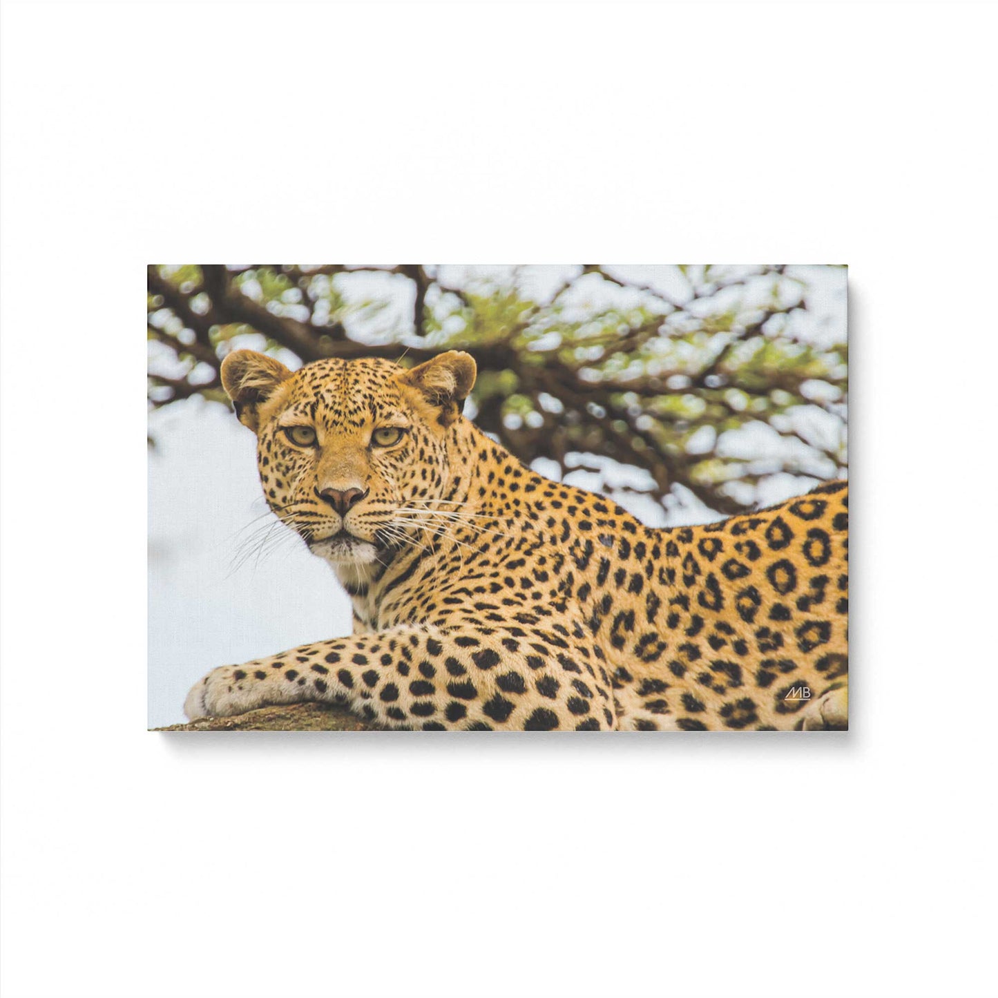 [Color:Stretched Canvas], Picture of art