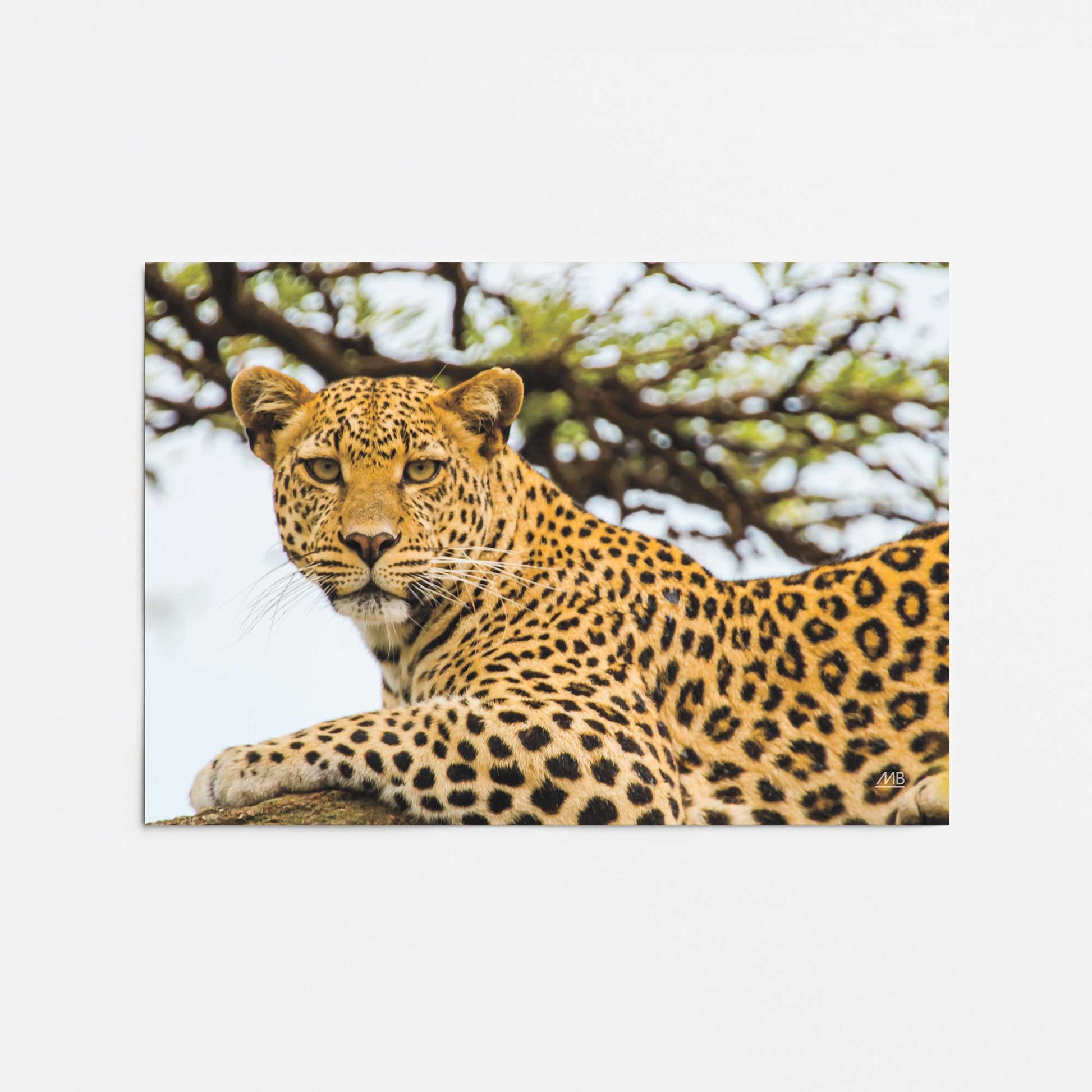 [Color:Rolled Print], Picture of close up of art