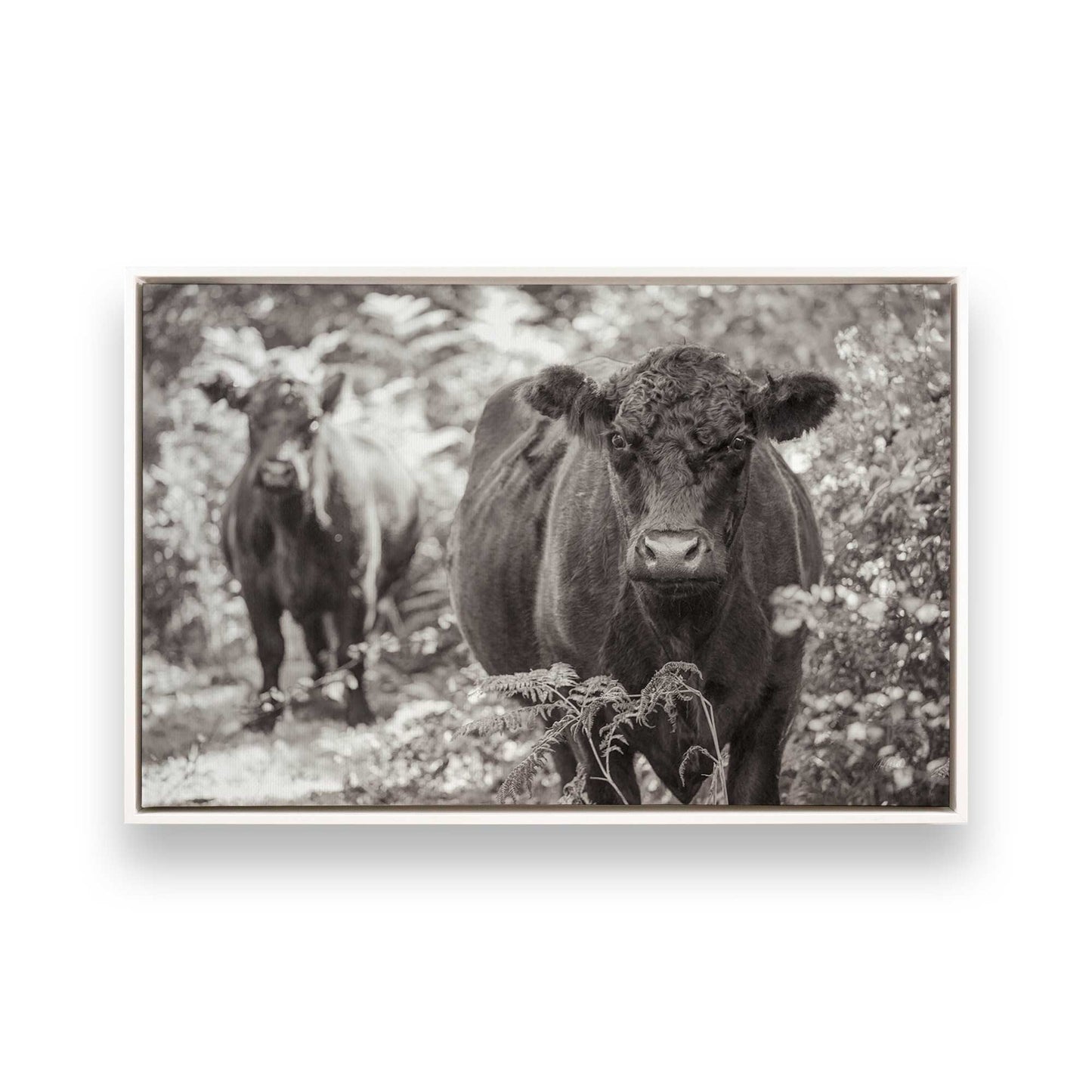 [Color:Opaque White], Picture of art in a White frame