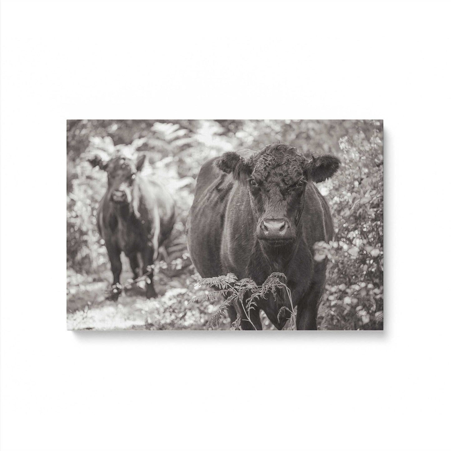 [Color:Stretched Canvas], Picture of art