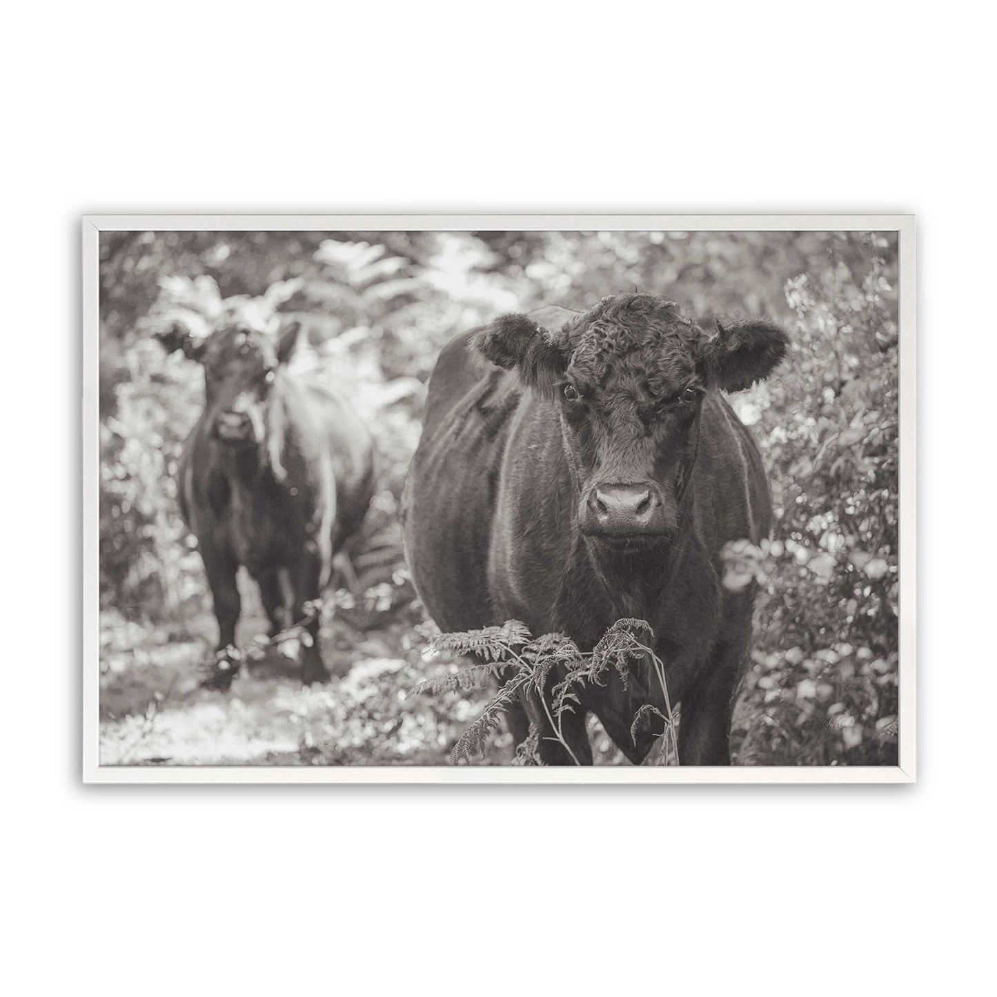 [Color:Opaque White], Picture of art in a Opaque White frame